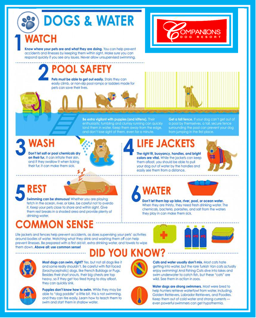 Dog-Water Safety