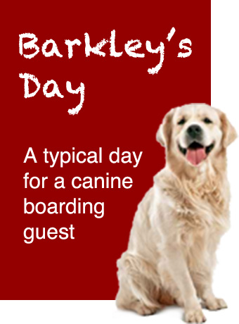 A Typical Day for a Canine Boarding Guest