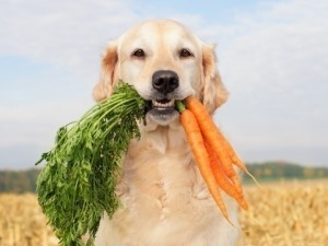 carrot-Dog