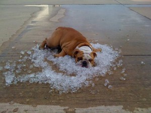 dog-laying-in-ice