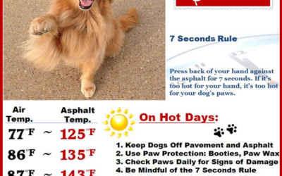 Paws on the Pavement